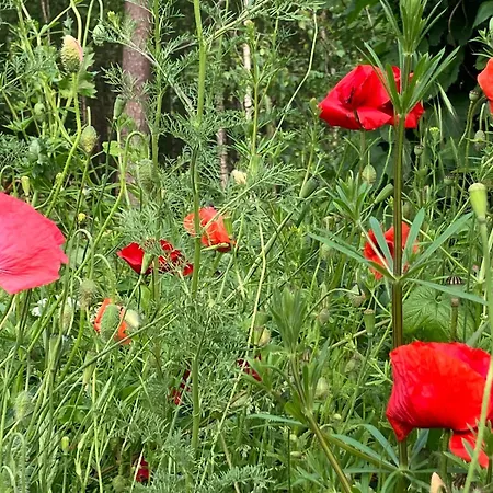Apartamento Gemütliche Im Keller *