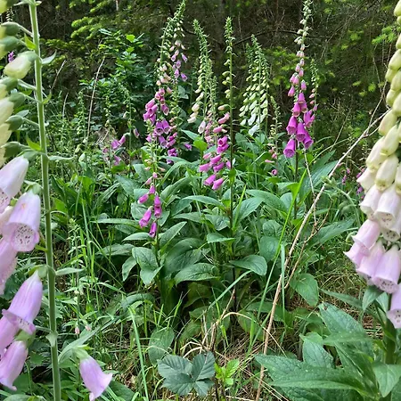 Apartamento Gemütliche Im Keller *